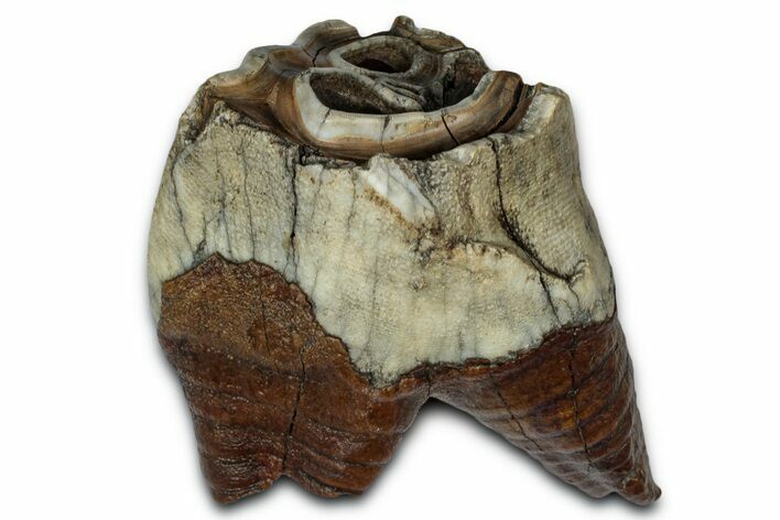Fossil Woolly Rhino (Coelodonta) Tooth - Siberia #330939
